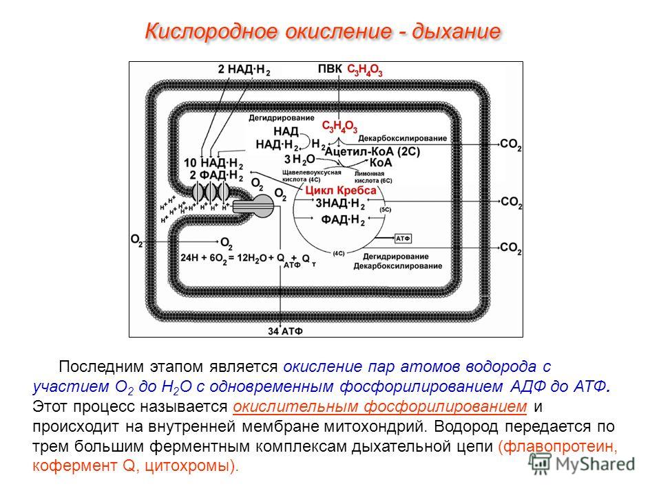 Последним этапом является окисление пар атомов водорода с участием О 2 до Н 2 О с одновременным фосфорилированием АДФ до АТФ. Этот процесс называется окислительным фосфорилированием и происходит на внутренней мембране митохондрий. Водород передается 