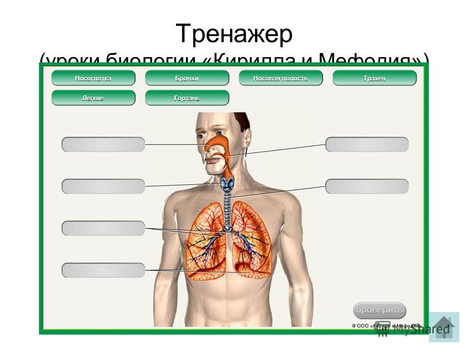 Шум в ушах с чем это связано Шум в ушах с чем это связано