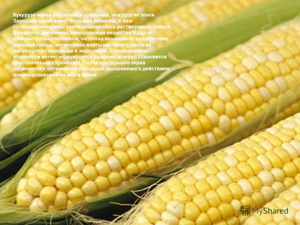 Курсовая Работа На Тему Кукуруза На Зерно