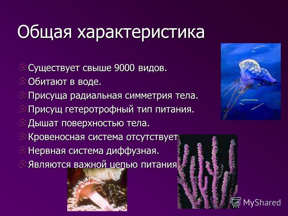 Доклад по биологии на тему кишечнополостные 245