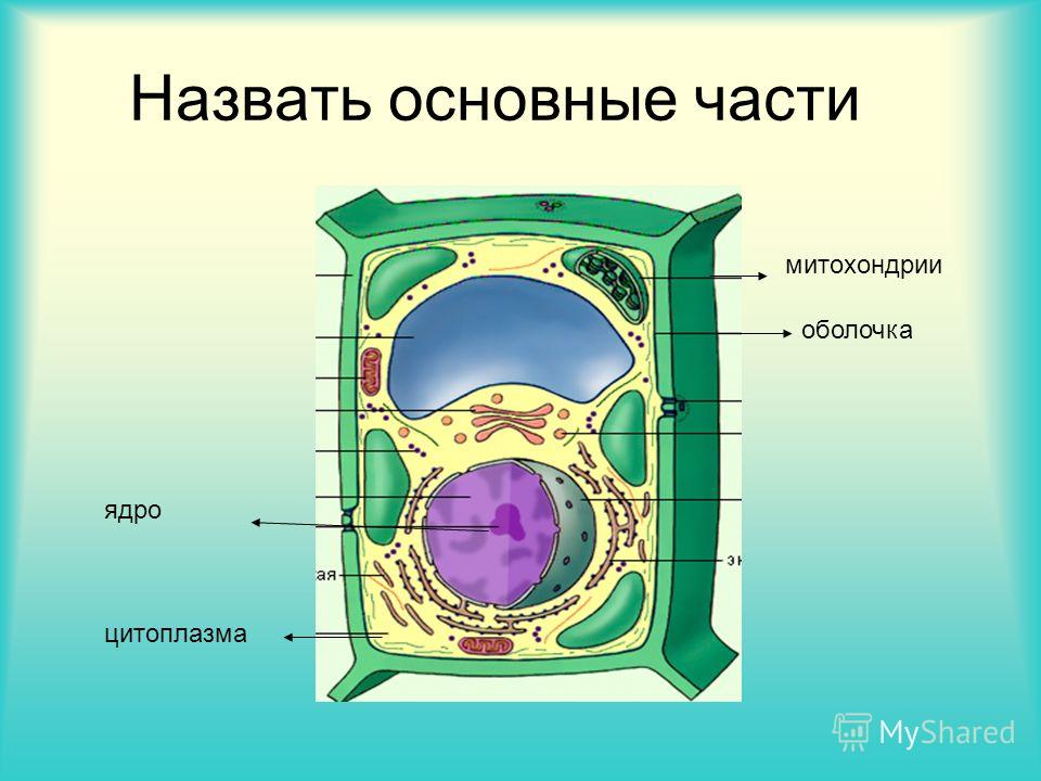 Назвать основные части ядро цитоплазма оболочка митохондрии