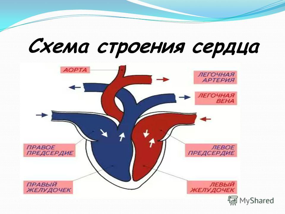 Строение камер сердца человека схема круги кровообращения Строение камер сердца человека схема круги кровообращения