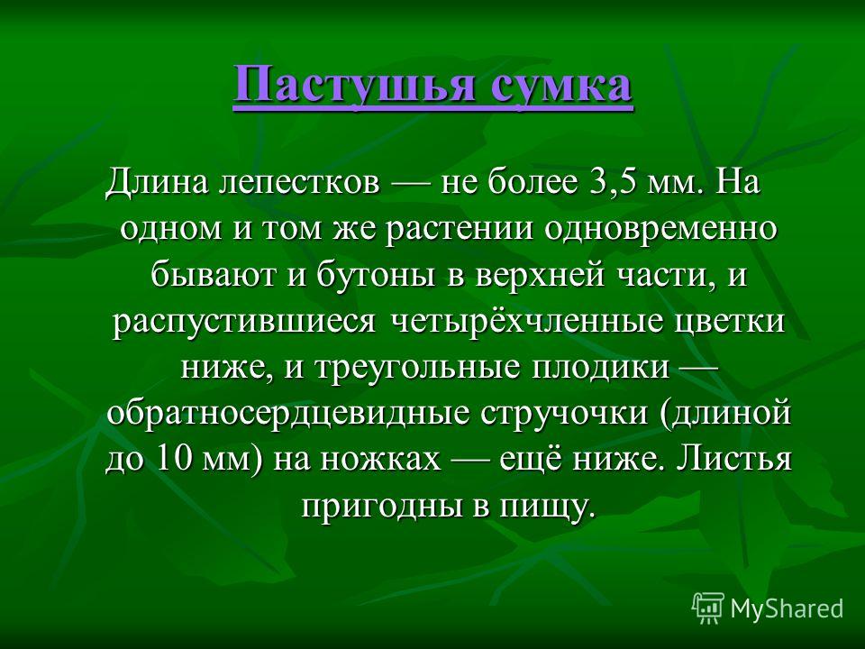Пастушья сумка относится к семейству CoffMachines.ru