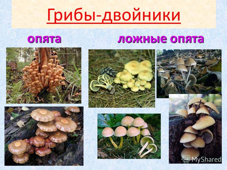 фото опята и лжеопята онлайн фото опята и лжеопята