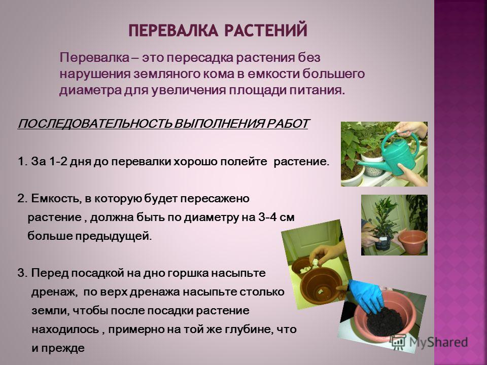 Схема перевалки горшечного растения описание технологического процесса