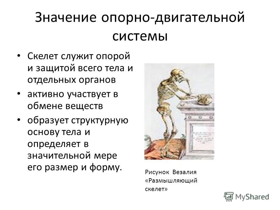 Презентации по теме развитие опорно-двигательной системы человека 8 класс