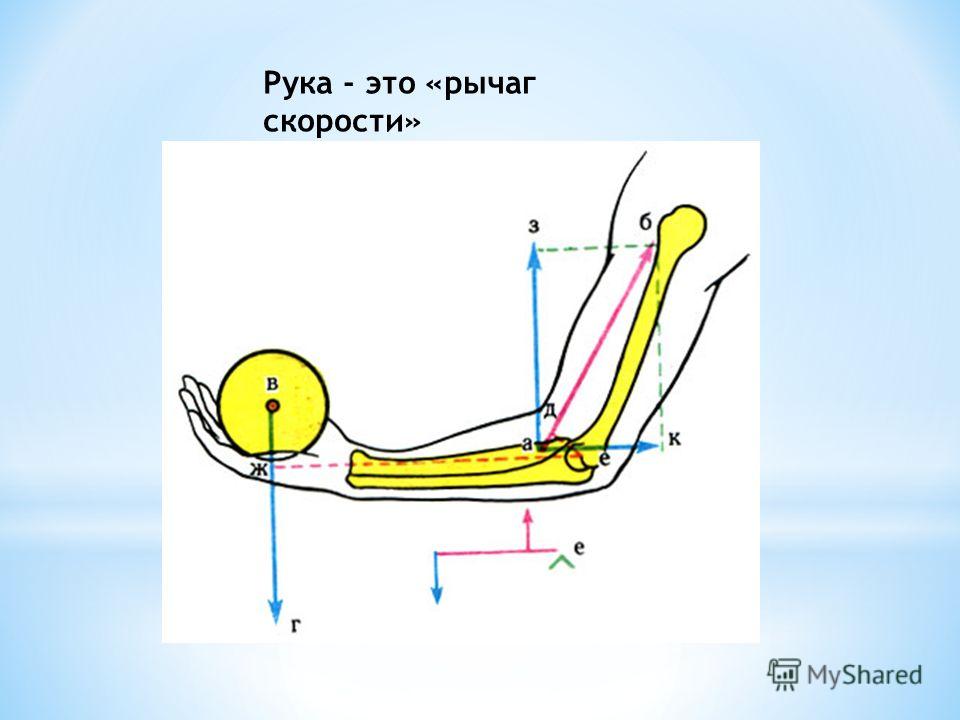 Система рычагов в теле Система рычагов в теле