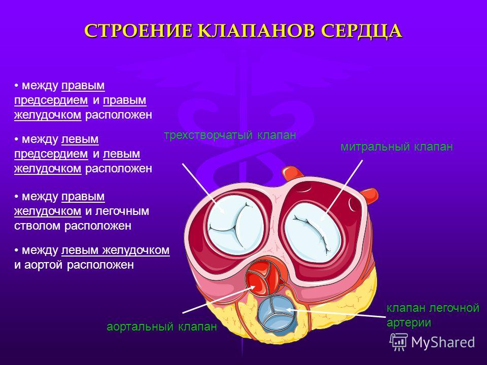 Близко расположенные вены на ногах