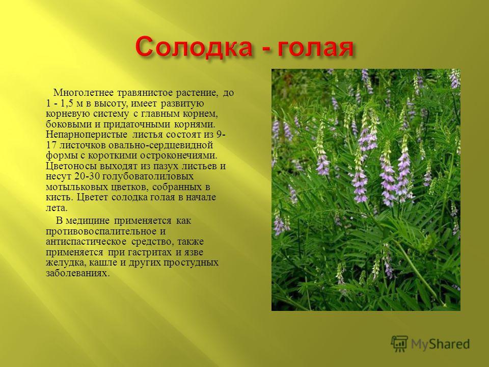 солодка гола - Wikisłownik, wolny słownik wielojęzyczny