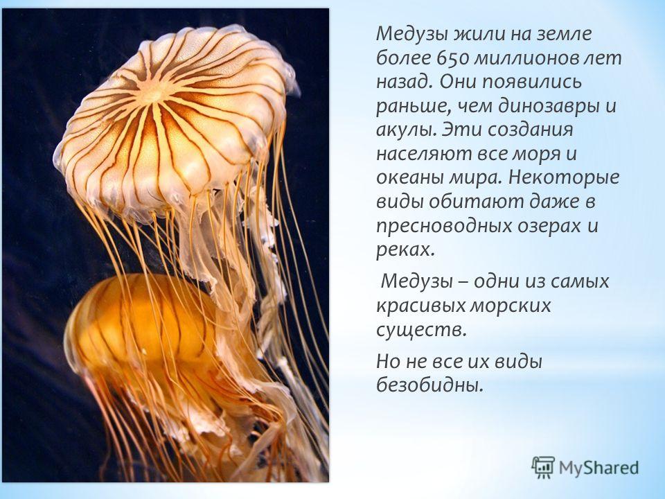Фото Медуз Мира Фото Медуз Мира