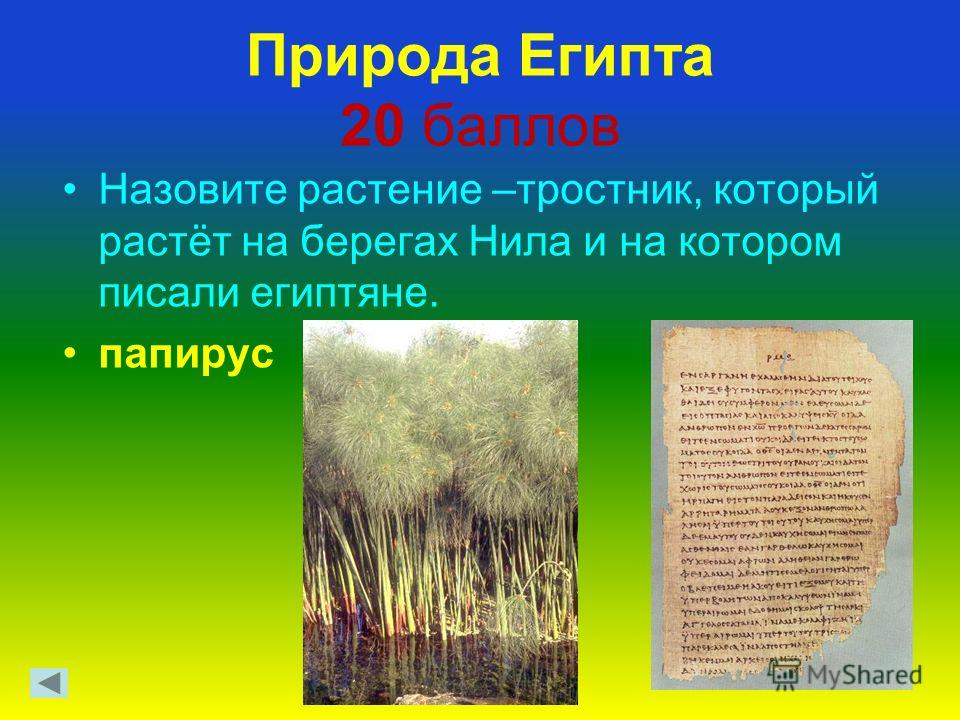 Природа Египта 20 баллов Назовите растение –тростник, который растёт на берегах Нила и на котором писали египтяне. папирус