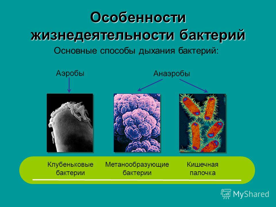 Проект бактерии 5 класс