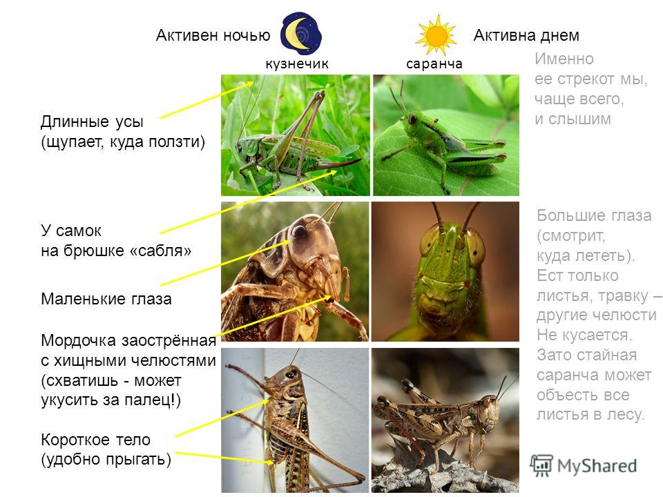 отличие саранчи от кузнечика фото