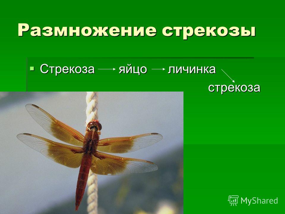 Размножения стрекозы рисунок Размножения стрекозы рисунок