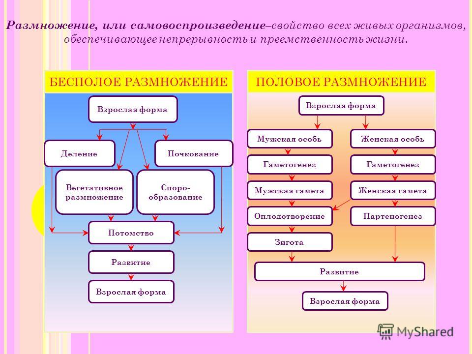 Схема размножения животных - Basanova.ru