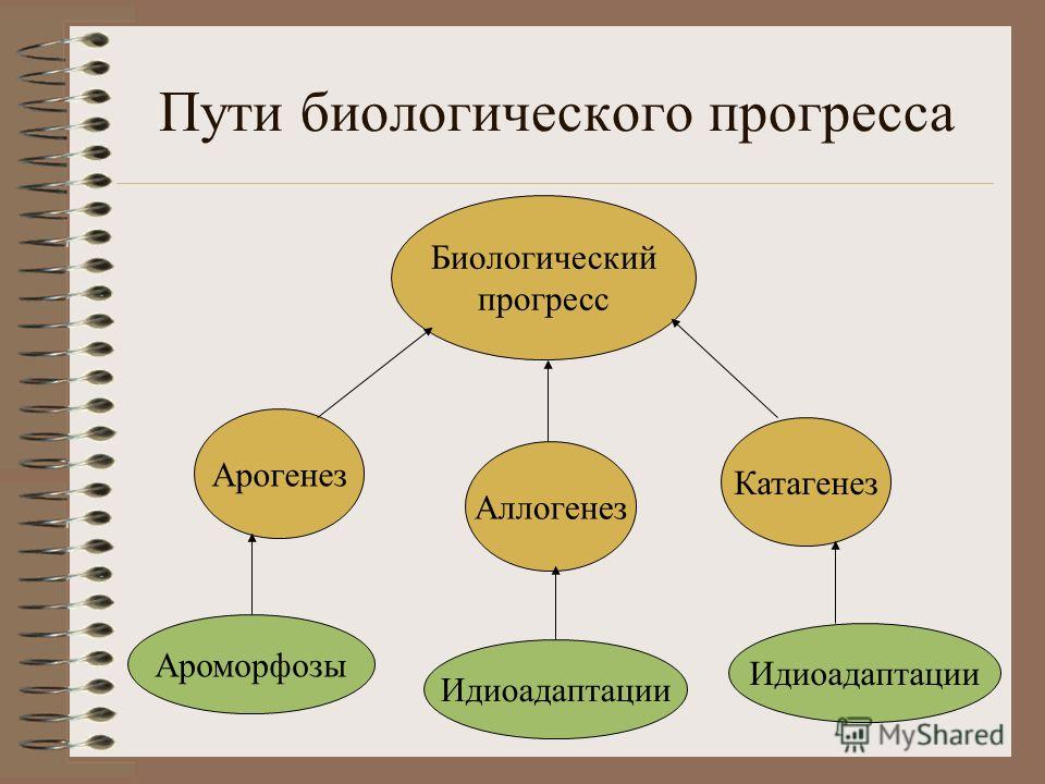 Пути достижения биологического прогресса схема 130
