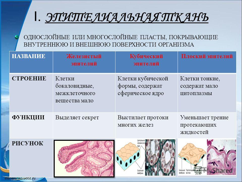 Контрольное тестирование нервная система по сапину сонину 8 класс