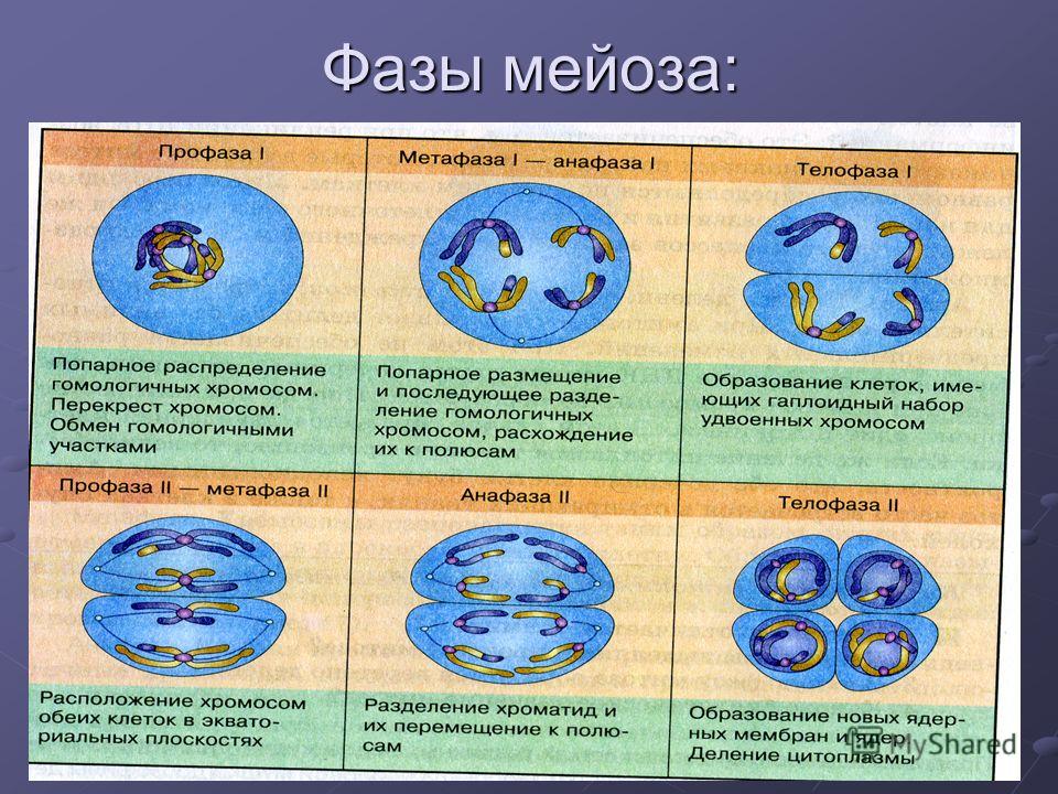 Презентация на тему: "Размножение Выполнила: ученица 10 Б класса Часовская Екате
