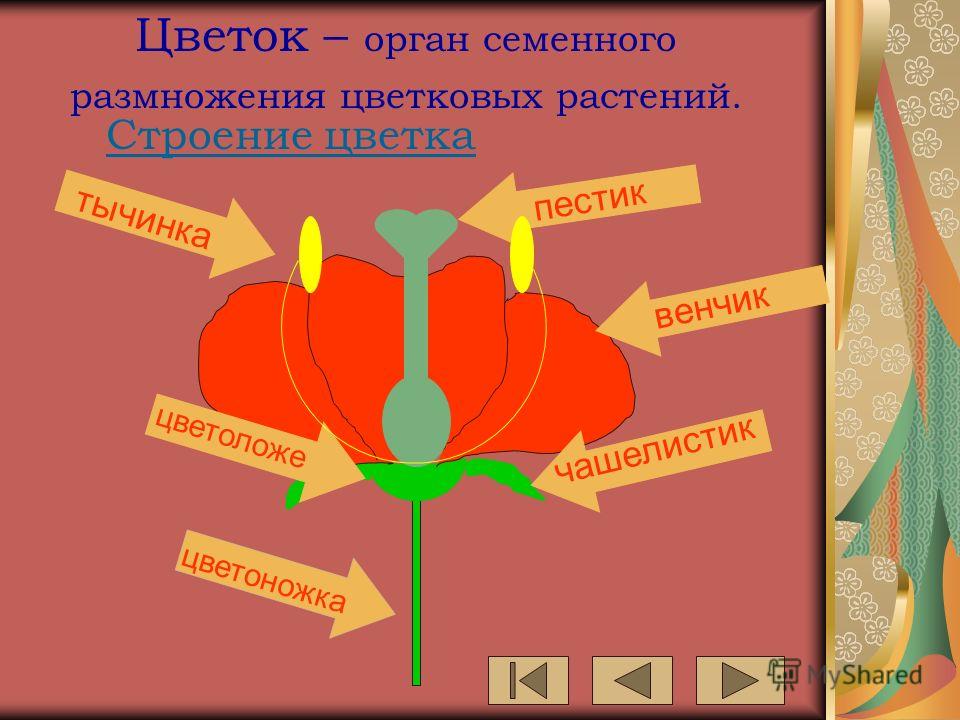 Строение цветка пестик тычинка венчик чашелистик Цветок – орган семенного размножения цветковых растений. цветоложе цветоножка