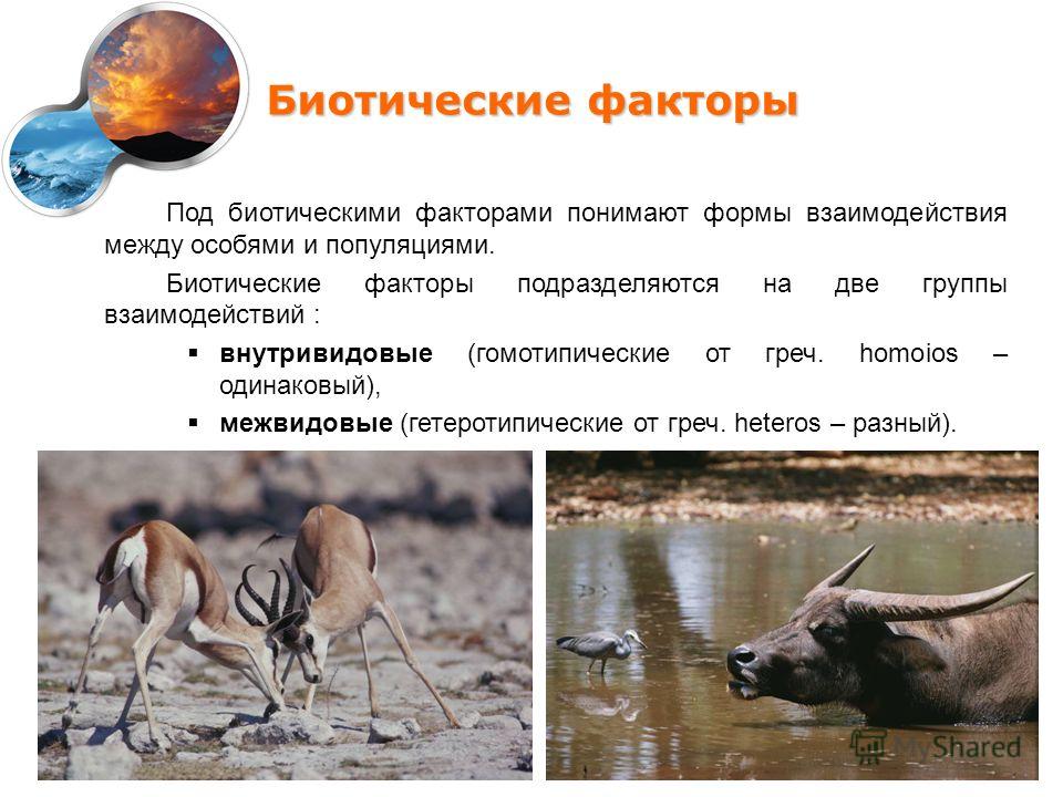 Биотические отношения в популяциях Биотические отношения в популяциях