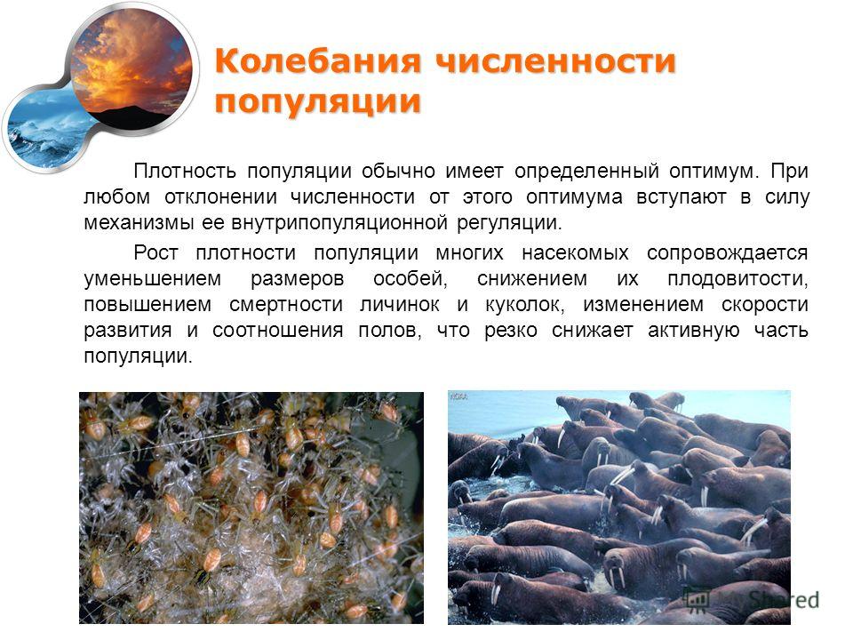 Колебания численности популяции связаны с изменением Колебания численности популяции связаны с изменением