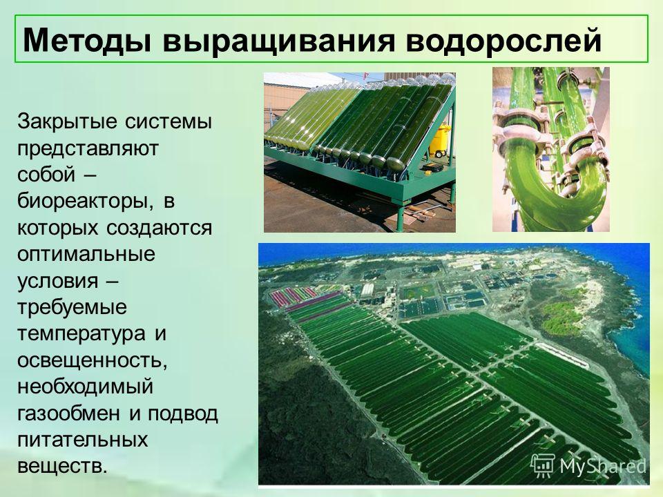Выращивания водорослей