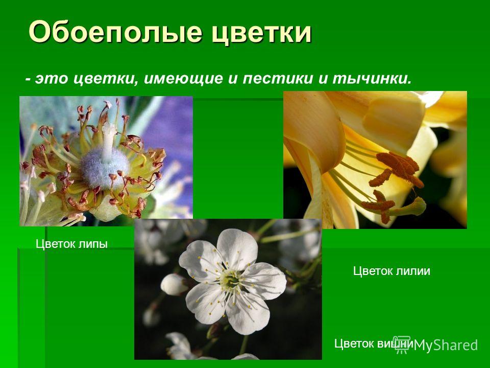 Цветок в котором есть только пестики называются Цветок в котором есть только пестики называются
