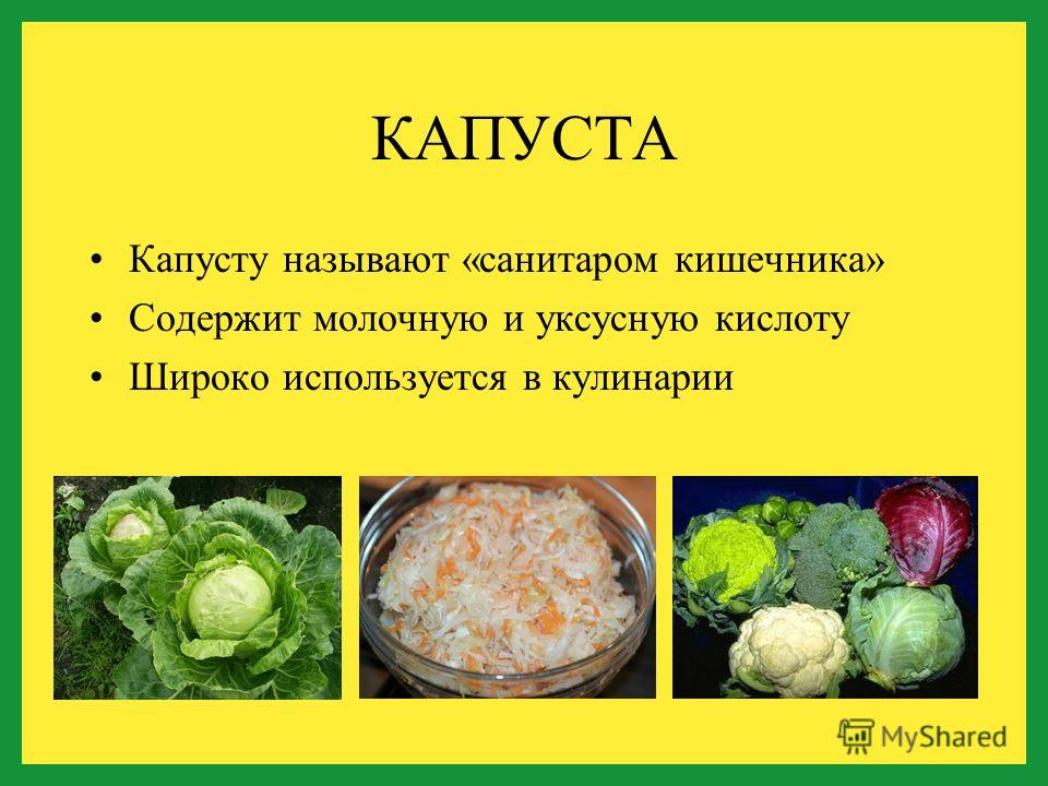 полезные свойства брюссельской капусты для организма человека полезные свойства брюссельской капусты для организма человека