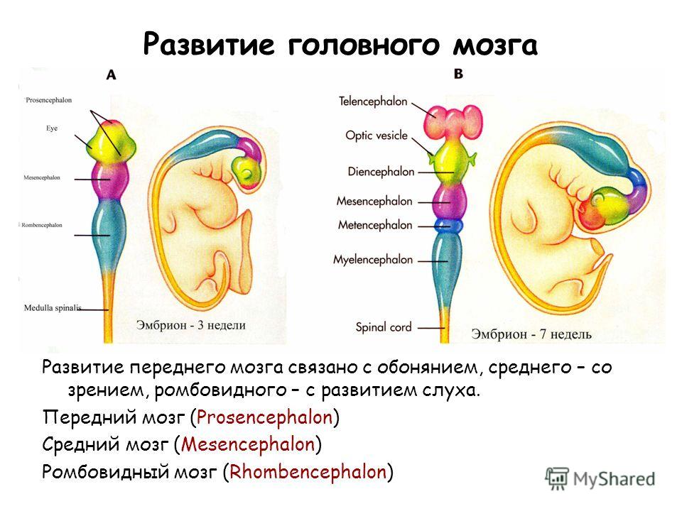 Что связано с развитием мозга Что связано с развитием мозга