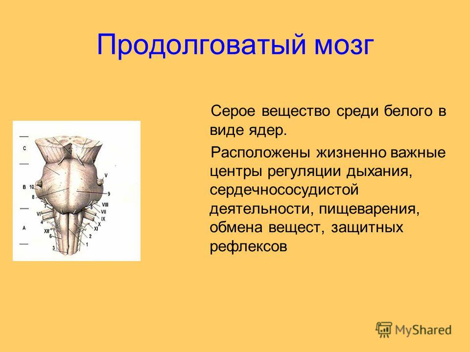 Презентация на тему продолговатый мозг