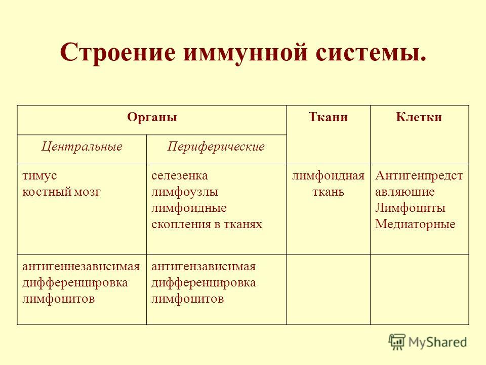 Реферат На Тему Иммунная Система Организма Человека Реферат На Тему Иммунная Система Организма Человека