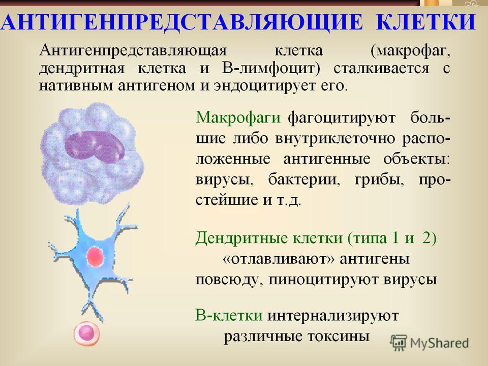 Патология иммунитета - презентация, доклад, проект скачать