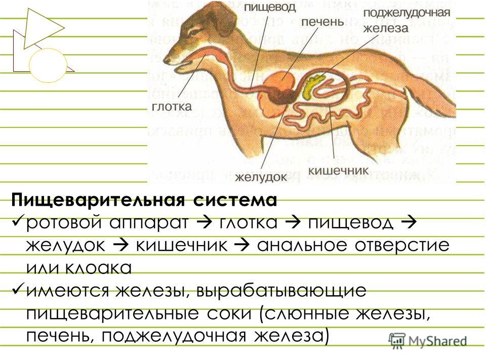 Поджелудочная и кишечник связаны Поджелудочная и кишечник связаны