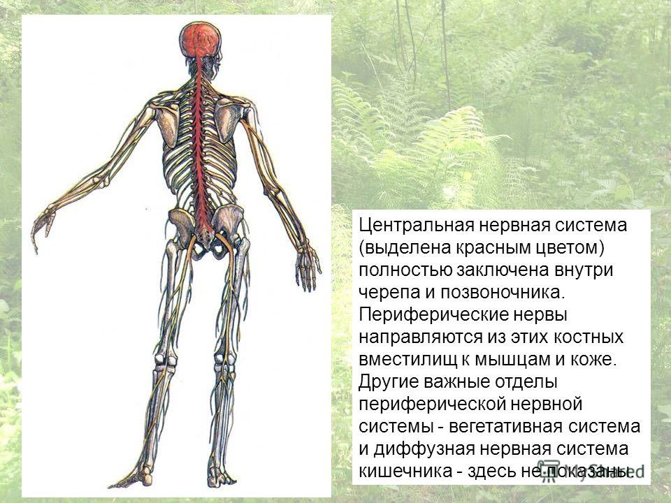 Нервная Система Человека Фото В Полный Рост