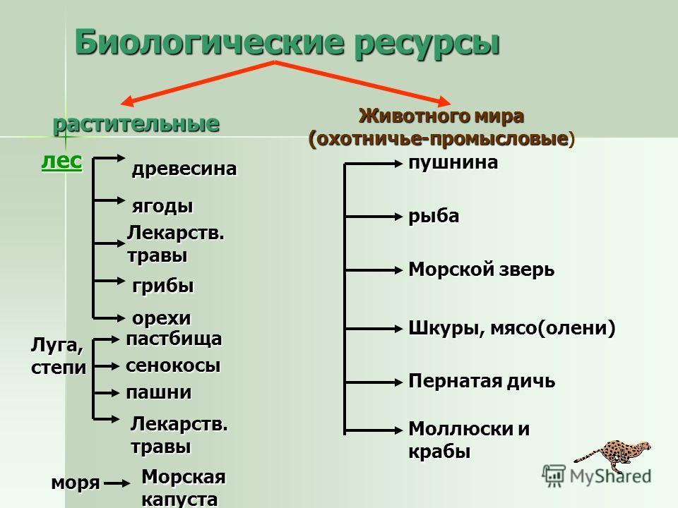 План конспект 8 класс географии на тему растительный мир россии