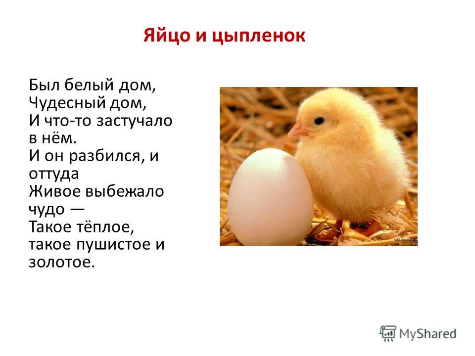 Стих про свое яйцо Стих про свое яйцо