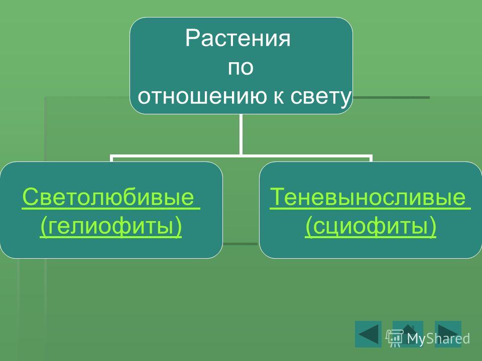 Светолюбивые и теневыносливые растения примеры Экология и информатика презентация