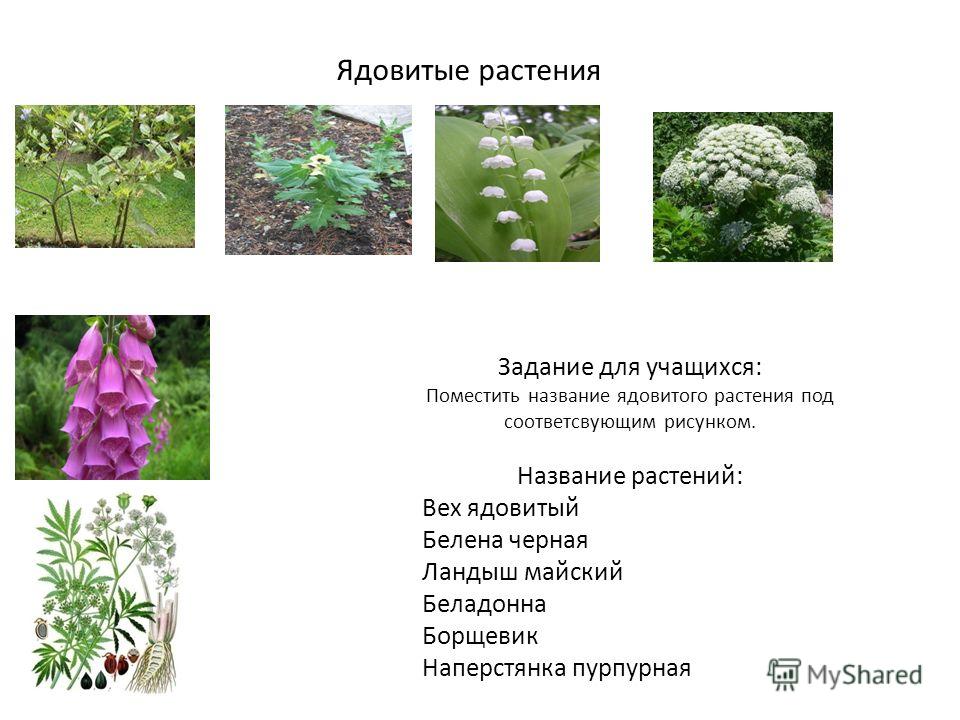 Фото ядовитых цветов названия