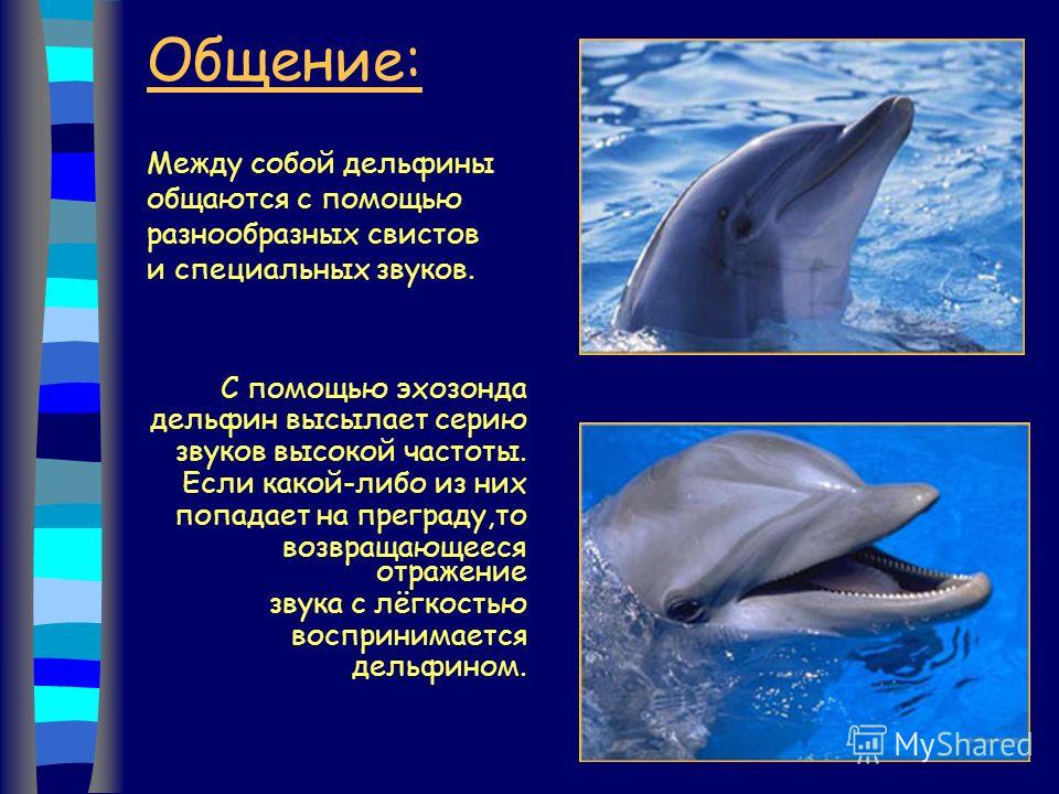 Скачать звуки дельфинов для детей бесплатно