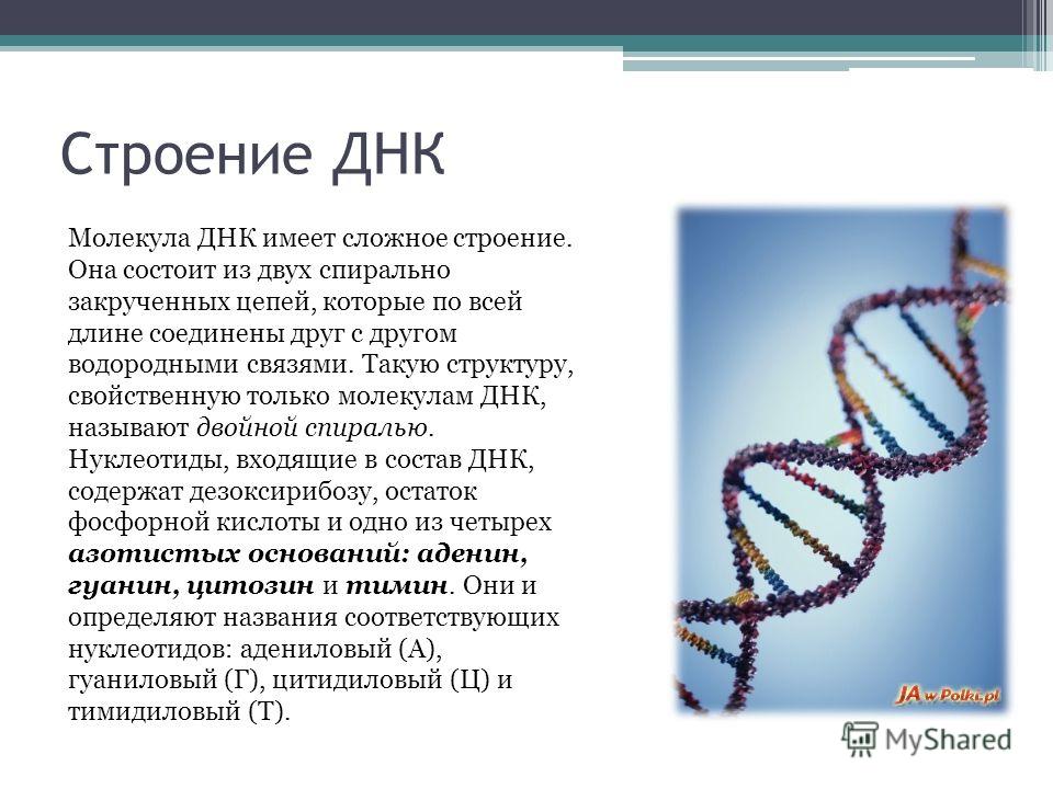 Реферат: Достижения и проблемы генной инженерии