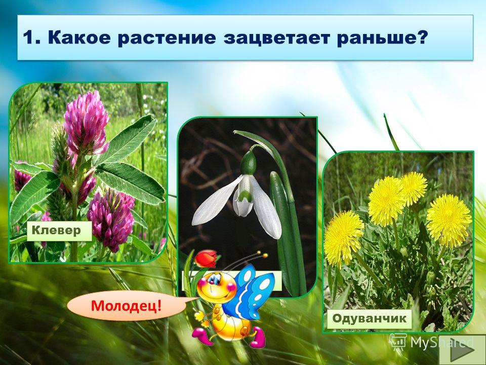 Презентация "Какие бывают растения" (2 класс) по окружающему миру - скачать прое
