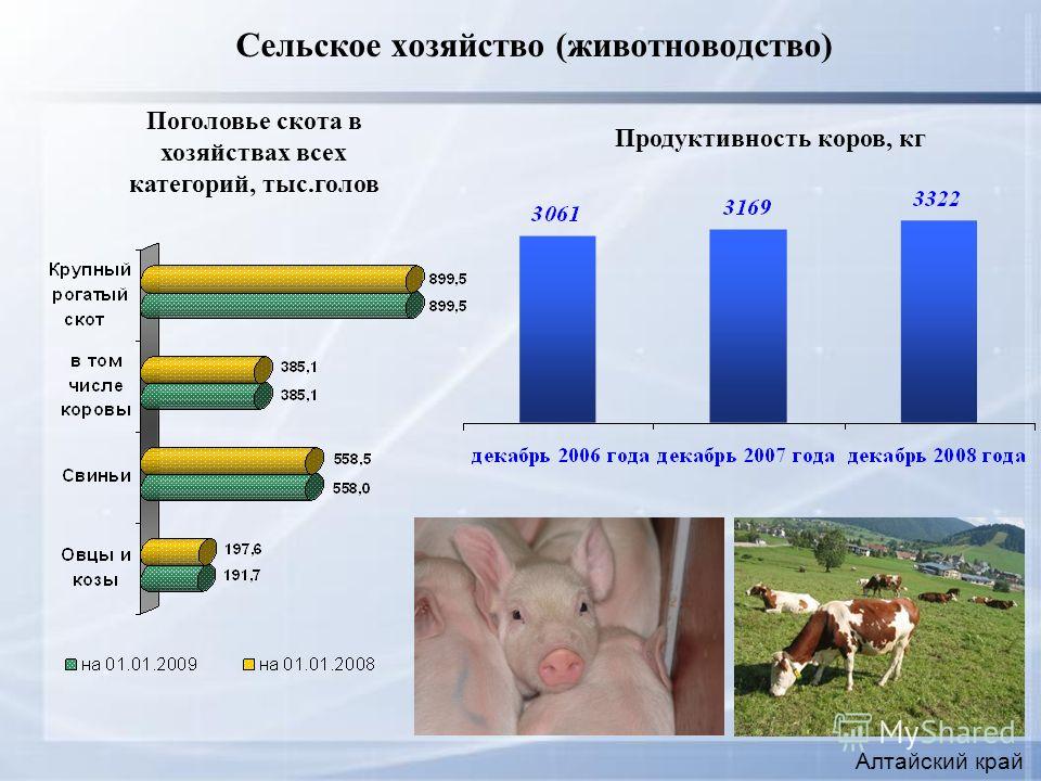 Сельское хозяйство (животноводство) Алтайский край Продуктивность коров, кг Поголовье скота в хозяйствах всех категорий, тыс.голов