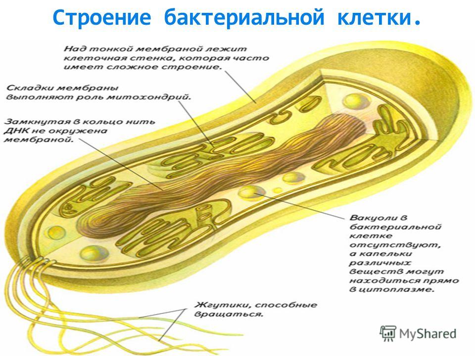 Зошит з биологии 7 класс и а.калинчук украина