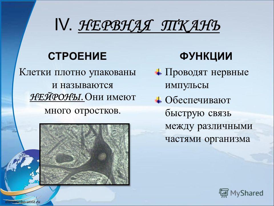 Ткани рисунок по биологии Ткани рисунок по биологии