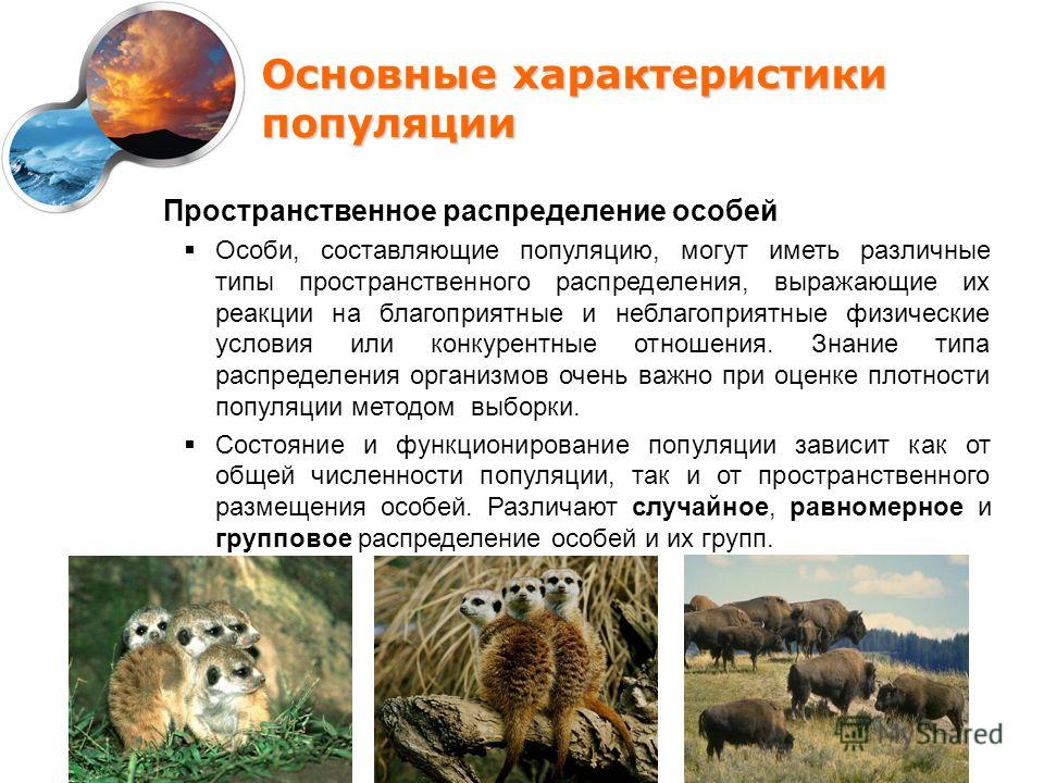 характеристика примеры популяции