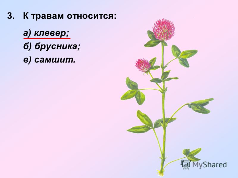 Описания груши сорт конференция Описания груши сорт конференция