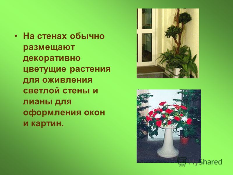 Цветы на полу в интерьере Цветы на полу в интерьере