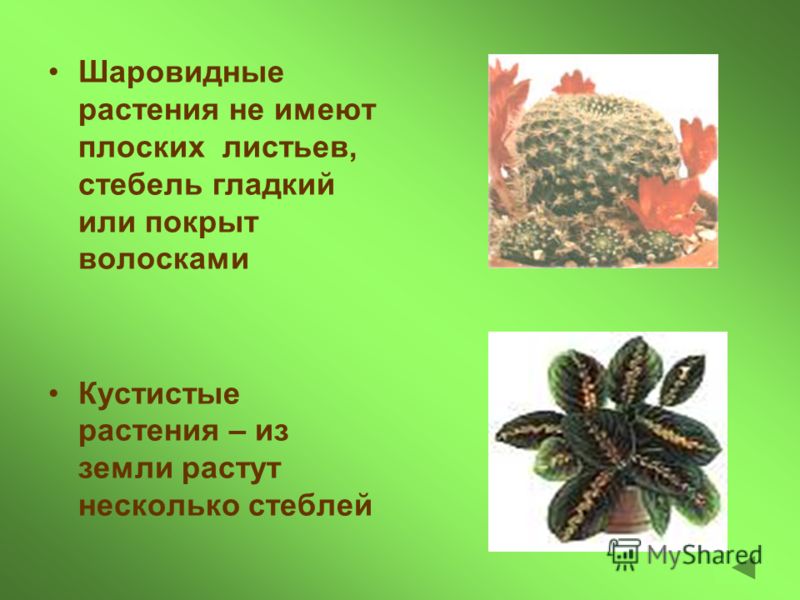 Шаровидные растения не имеют плоских Шаровидные растения не имеют плоских