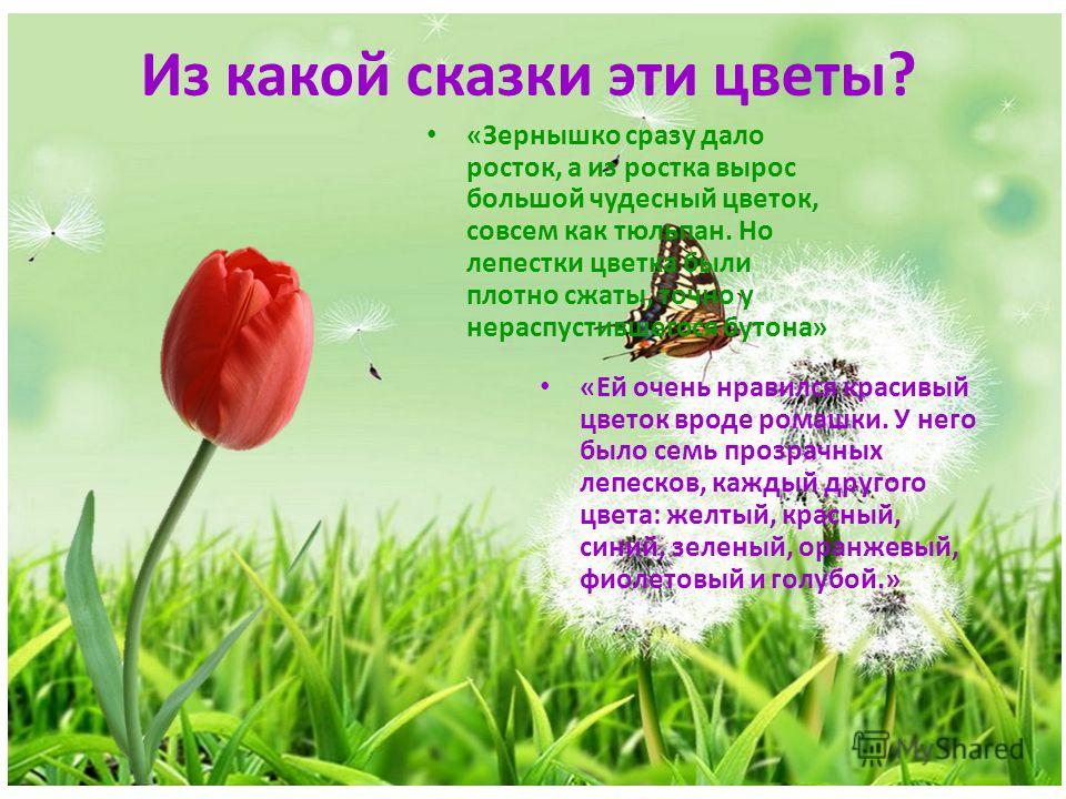 Цветок с большой белой шапкой Цветок с большой белой шапкой