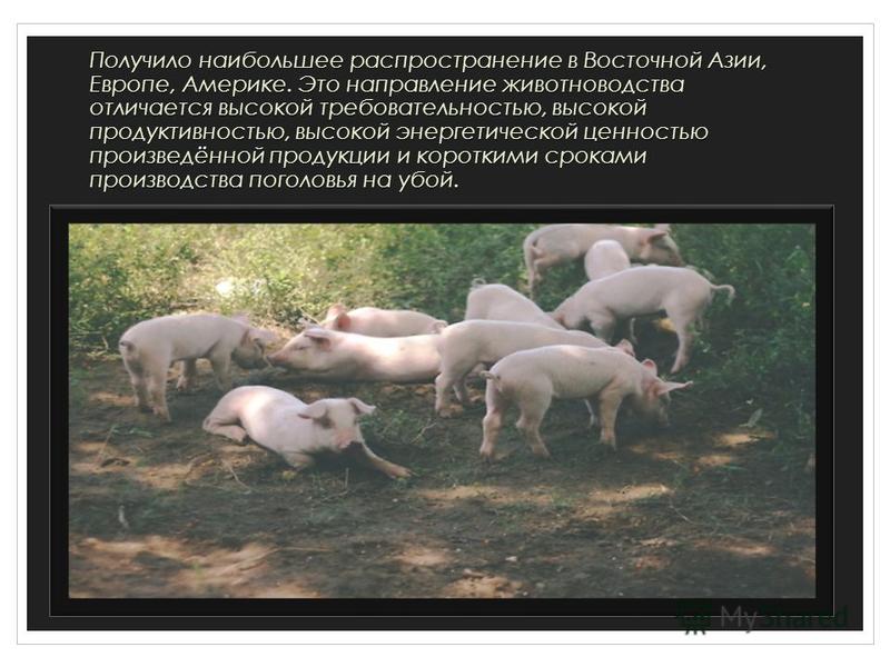 Доклад по теме Разведение свиней для дальнейшего производства и переработки мяса